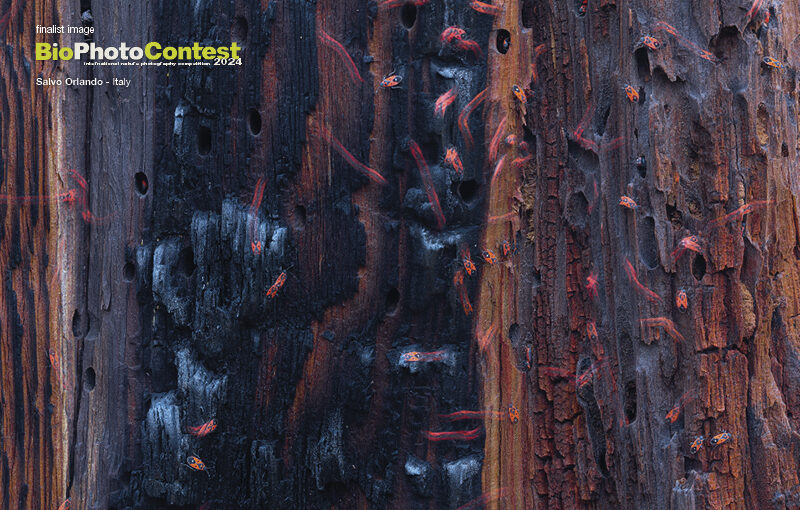 BPC2024gallery41