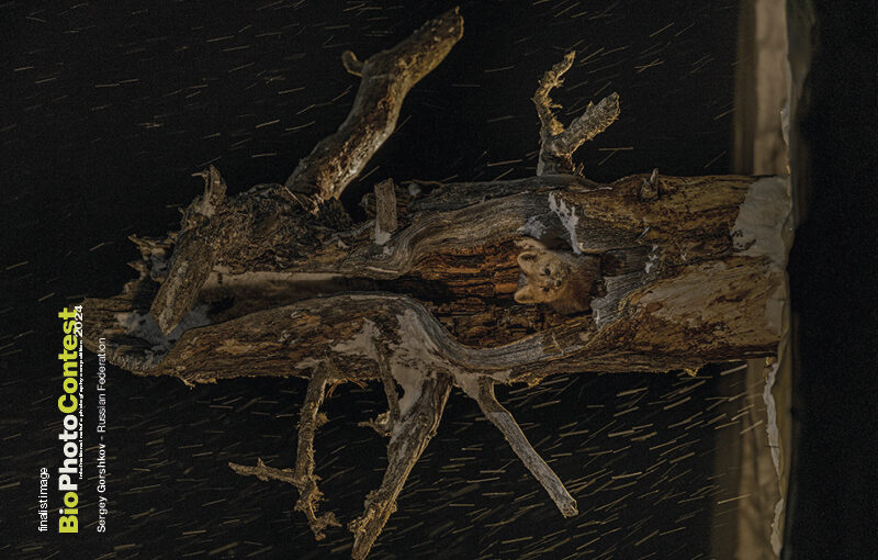 BPC2024gallery9